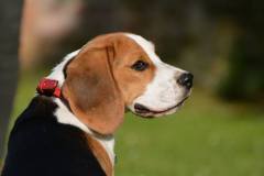 1208506_10151570400931734_313026210_n